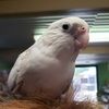 gypsybirb